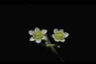 樟樹-花18.JPG
