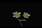 樟樹-花19.JPG