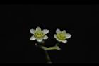 樟樹-花23.JPG