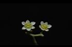 樟樹-花24.JPG