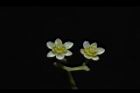 樟樹-花25.JPG