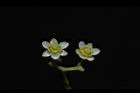樟樹-花26.JPG