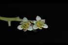 樟樹-花28.JPG