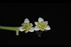 樟樹-花29.JPG