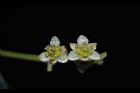 樟樹-花31.JPG