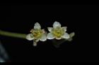 樟樹-花32.JPG