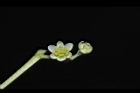 樟樹-花34.JPG