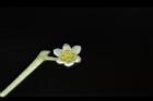樟樹-花36.JPG
