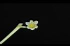 樟樹-花37.JPG