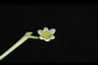 樟樹-花38.JPG