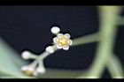 樟樹-花50.jpg