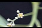 樟樹-花51.jpg