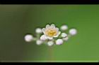樟樹-花52.jpg