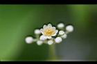 樟樹-花54.jpg