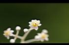 樟樹-花55.jpg