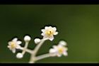 樟樹-花56.jpg