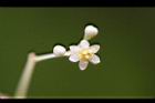樟樹-花57.jpg