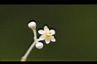 樟樹-花60.jpg