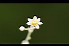 樟樹-花61.jpg