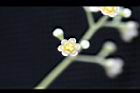 樟樹-花62.jpg