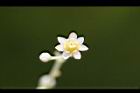 樟樹-花65.jpg