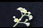 樟樹-花66.jpg