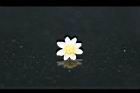 樟樹-花67.jpg