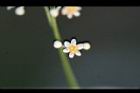樟樹-花68.jpg