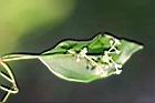 樟樹-花69.jpg