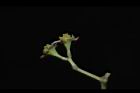 樟樹-花柄00.JPG