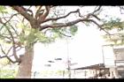 樟樹-莖09.JPG
