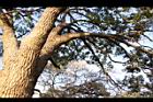樟樹-莖16.JPG