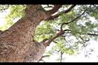樟樹-莖21.JPG