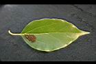 樟樹-葉正08.jpg