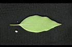 樟樹-葉背07.jpg