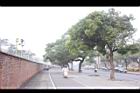 樟樹45.jpg