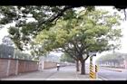 樟樹47.jpg