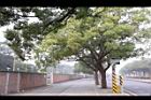 樟樹49.jpg