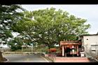 樟樹55.jpg