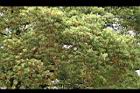 樟樹62.jpg