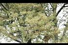 樟樹63.jpg