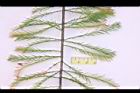 池杉-羽葉06.JPG