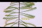 池杉-羽葉07.JPG