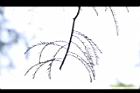 池杉-羽葉12.JPG