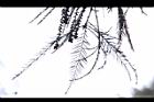 池杉-羽葉22.JPG