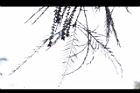 池杉-羽葉23.JPG