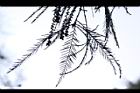 池杉-羽葉24.JPG