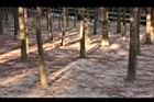 池杉-莖04.JPG