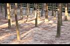 池杉-莖05.JPG