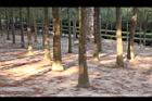池杉-莖07.JPG